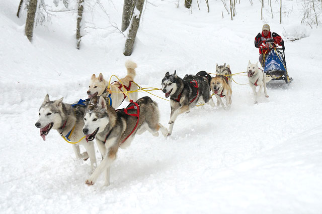 Schlittenhunderennen